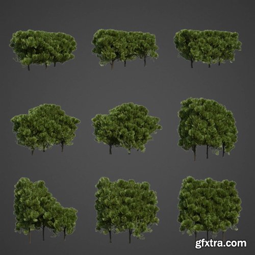 CgTrader - 2021 PBR Western Red Cedar Collection - Thuja Plicata 3D model