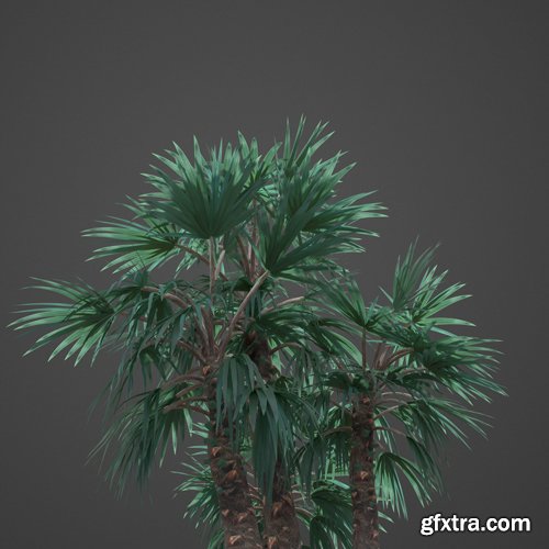 CgTrader - 2021 Mazari Palm Collection - Nannorrhops Ritchiana 3D model