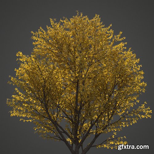 CgTrader - 2021 Nikko Maple Collection - Acer Nikoense 3D model