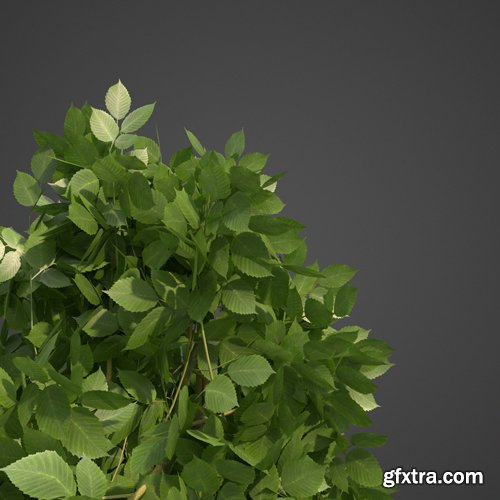 CgTrader - 2021 PBR European Hornbeam Collection - Carpinus Betulus 3D model