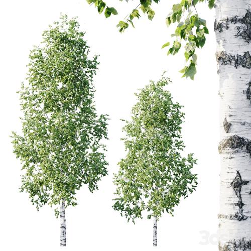 Betula 11.5m - 8.5m