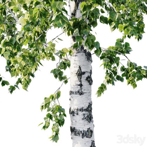 Betula 11.5m - 8.5m