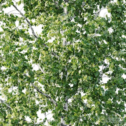 Betula 11.5m - 8.5m