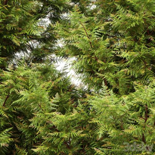 Leyland cypress - leylandi