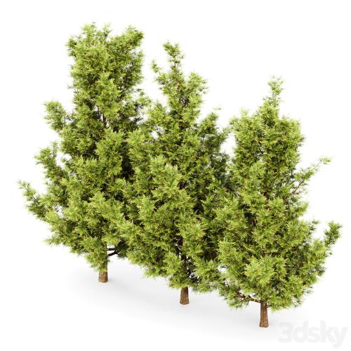 Leyland cypress - leylandi