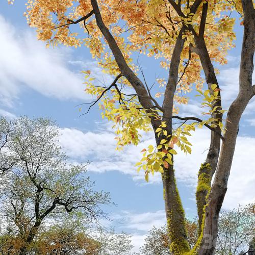 Autumn American beech