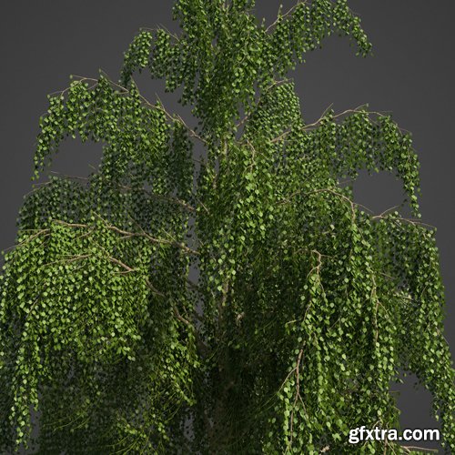 CgTrader - 2021 PBR Paper Birch Collection - Betula Papyrifera 3D model