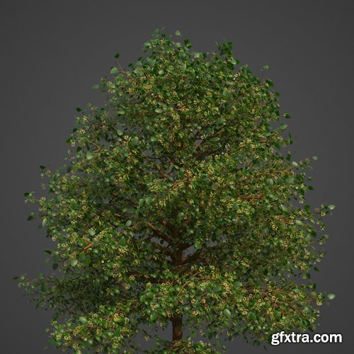 CgTrader - Tilia Americana 3D model