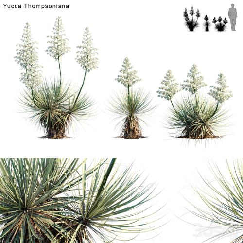 Yucca Thompsoniana | Beaked yucca flower