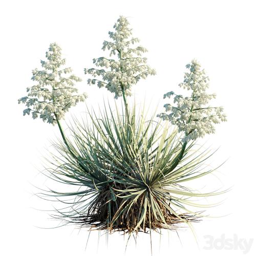 Yucca Thompsoniana | Beaked yucca flower