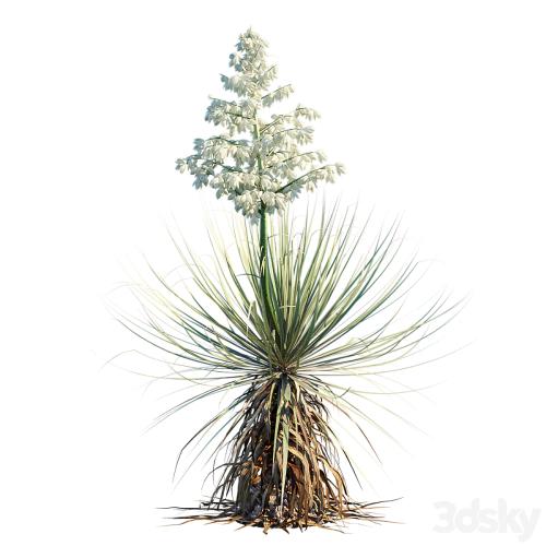 Yucca Thompsoniana | Beaked yucca flower