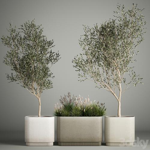 Collection of plants decorative olive trees in outdoor flowerpots for the interior with bushes in pots. 1122.