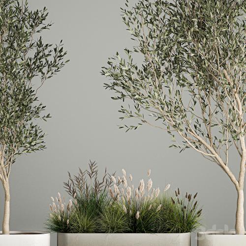 Collection of plants decorative olive trees in outdoor flowerpots for the interior with bushes in pots. 1122.