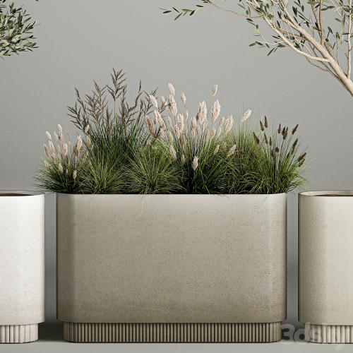 Collection of plants decorative olive trees in outdoor flowerpots for the interior with bushes in pots. 1122.