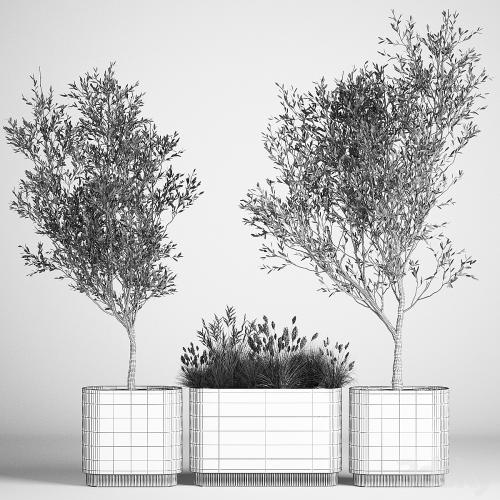 Collection of plants decorative olive trees in outdoor flowerpots for the interior with bushes in pots. 1122.