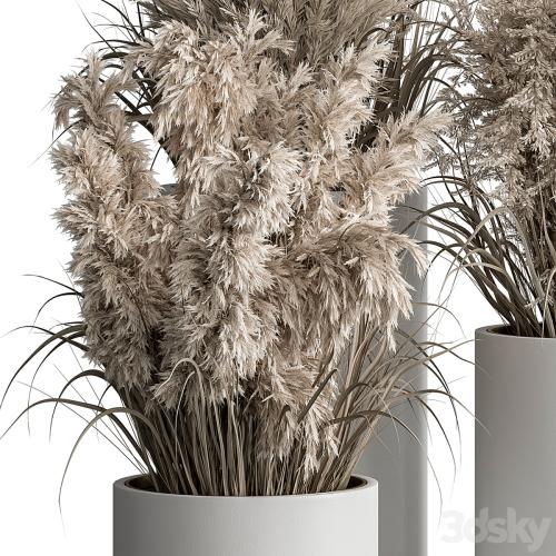 indoor Plant Set 406 - Dried Plant Set in Pot