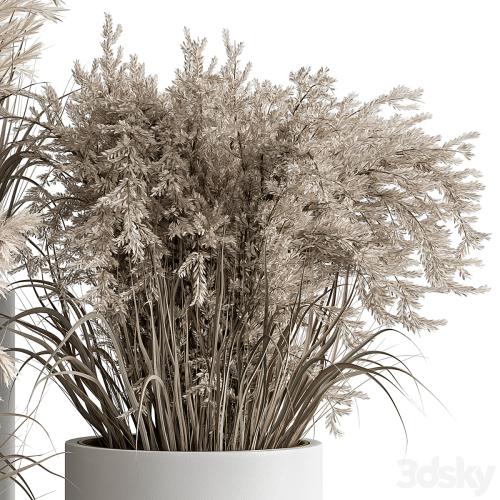 indoor Plant Set 406 - Dried Plant Set in Pot