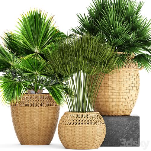 Collection of plants 103. Chamerops, brachea, fan palm, wicker basket, rattan, flower, pot, bush, umbellate