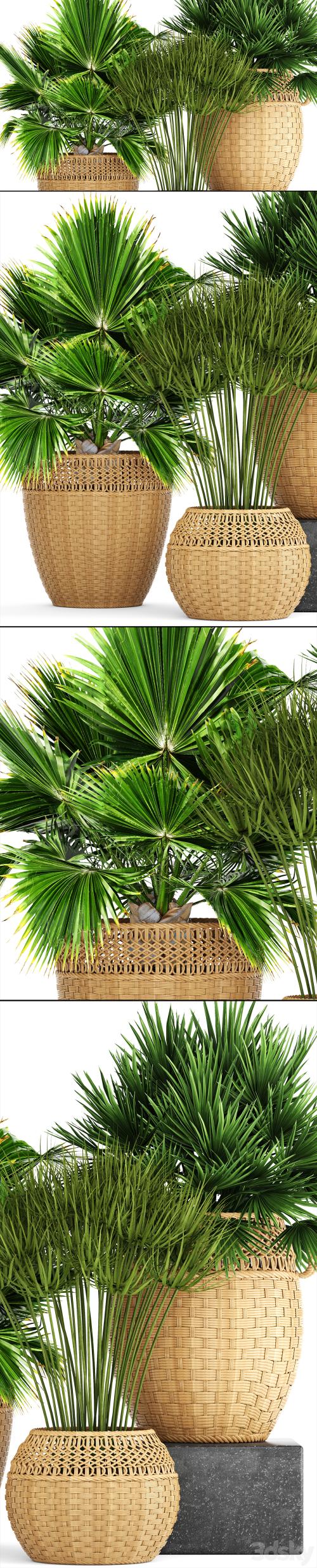 Collection of plants 103. Chamerops, brachea, fan palm, wicker basket, rattan, flower, pot, bush, umbellate