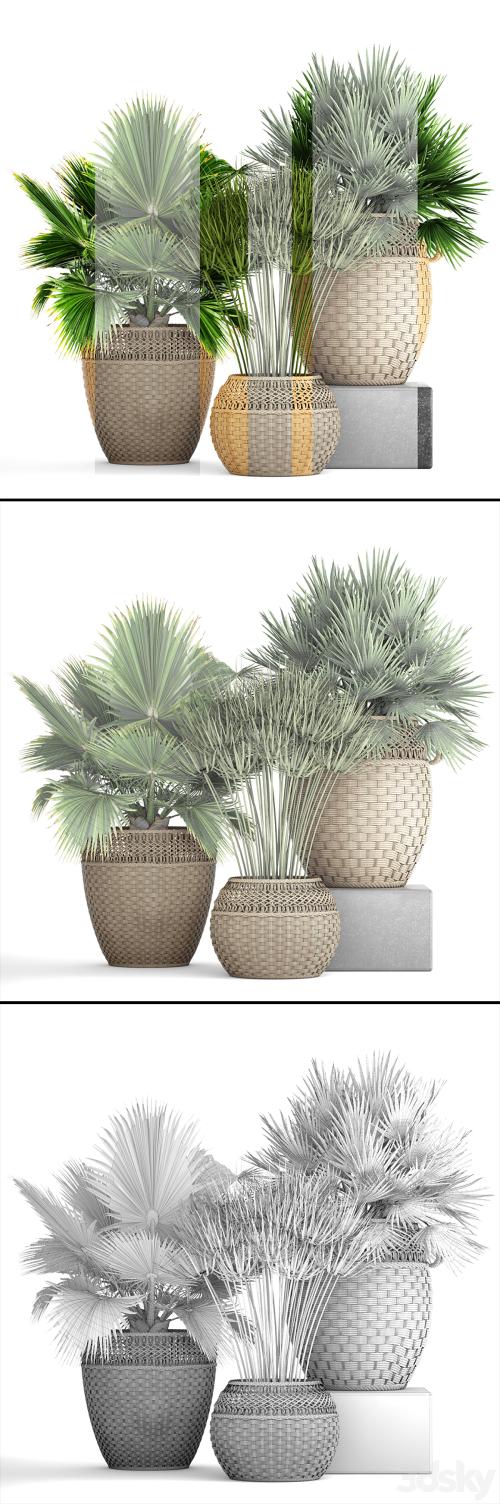 Collection of plants 103. Chamerops, brachea, fan palm, wicker basket, rattan, flower, pot, bush, umbellate