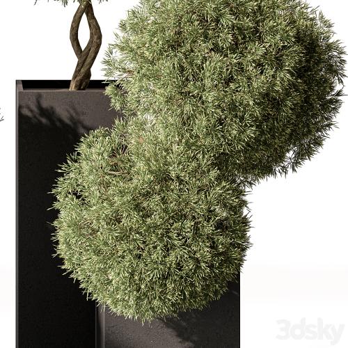 Topiary Plant in Box - Outdoor Plants 445