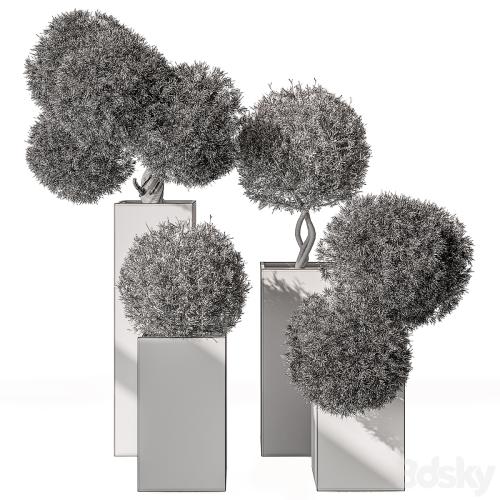 Topiary Plant in Box - Outdoor Plants 445