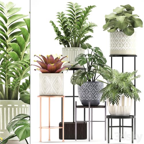 Collection of plants 333. Flower shelf, stand, Zamioculcas, monstera, Bromelia, Philodendron, houseplants, stand, Scandinavian style, flower