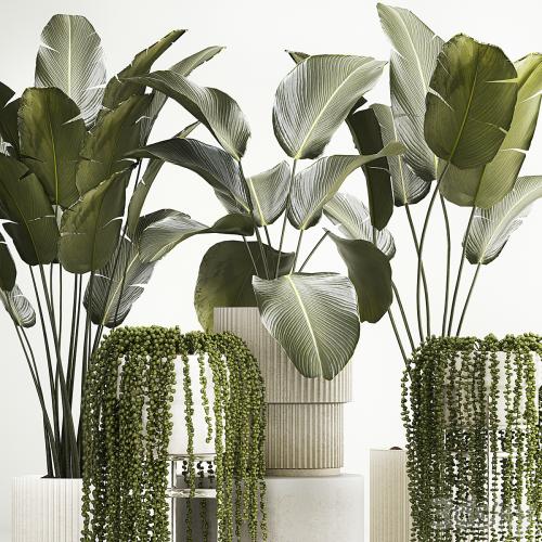 Hanging plants Succulents Rowley and Calathea lutea, Strelitzia in pots. Set of plants 1322