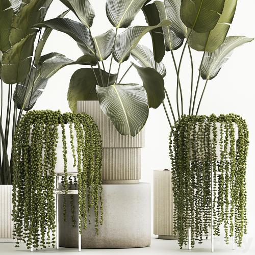 Hanging plants Succulents Rowley and Calathea lutea, Strelitzia in pots. Set of plants 1322