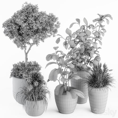 indoor Plant Set 264 - Plant Set in pot