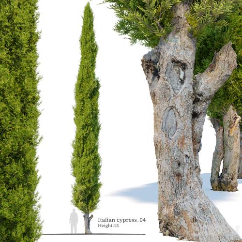 Italian cypress_04