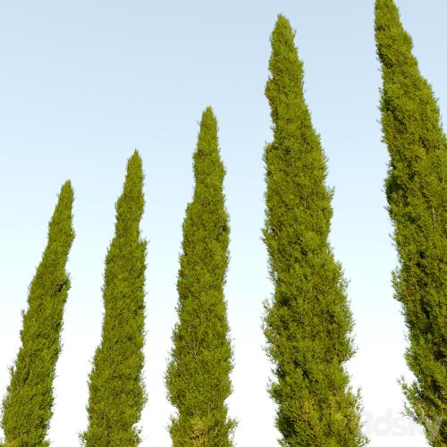 Italian cypress_04