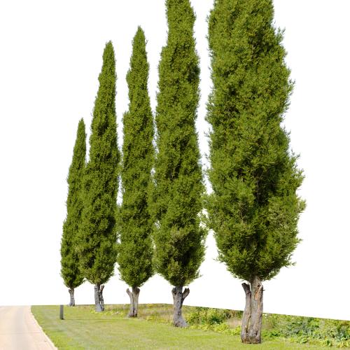 Italian cypress_04