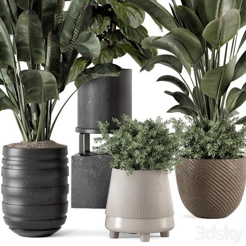 Indoor Plants in rusty Concrete Pot - Set 1291