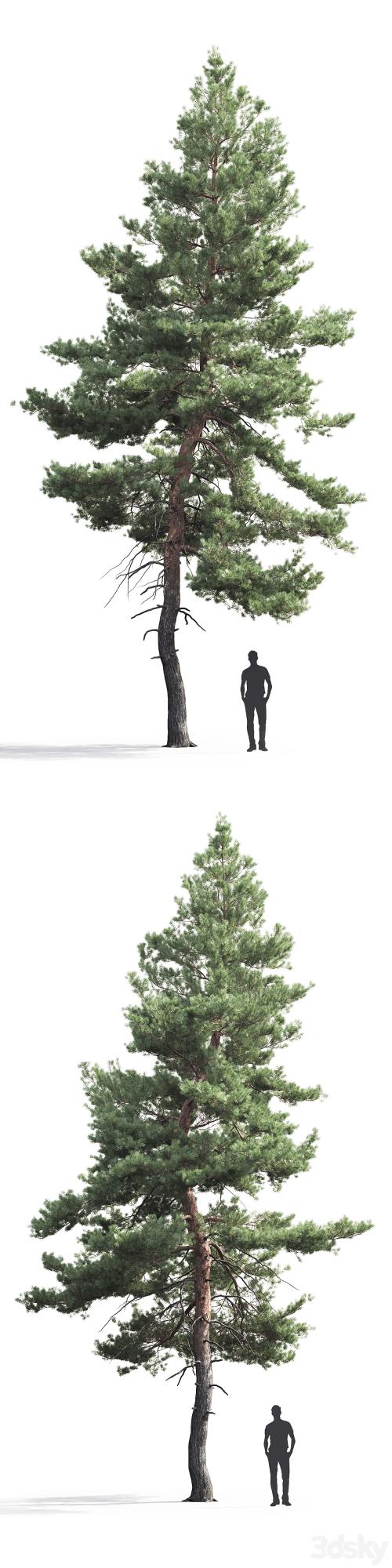 Pine