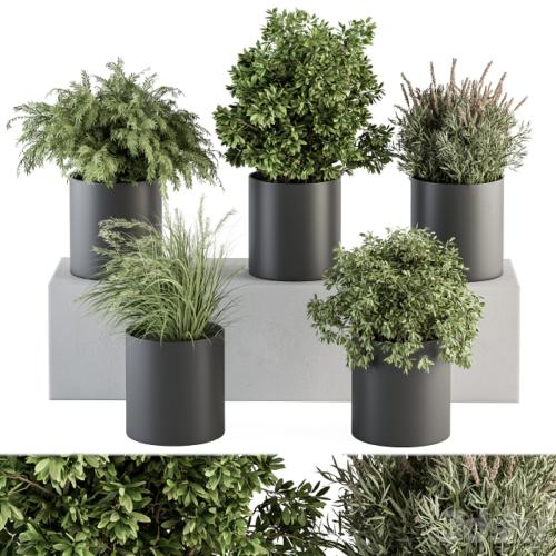 indoor Plant Set 305 - Small Plant pot