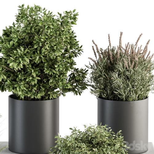 indoor Plant Set 305 - Small Plant pot