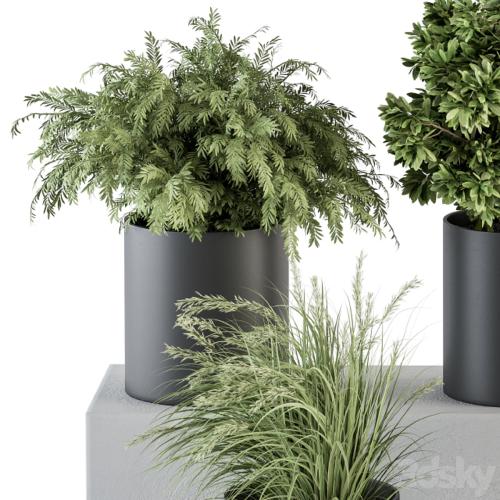 indoor Plant Set 305 - Small Plant pot