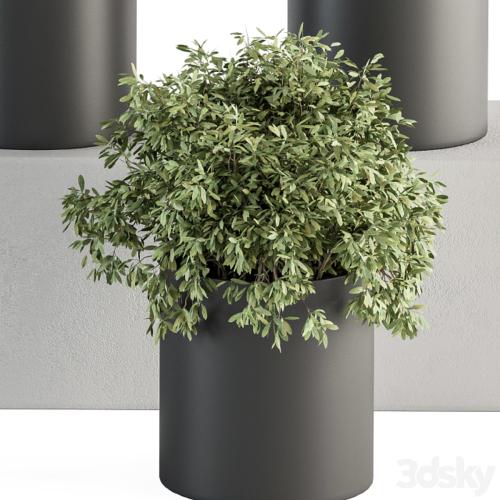 indoor Plant Set 305 - Small Plant pot