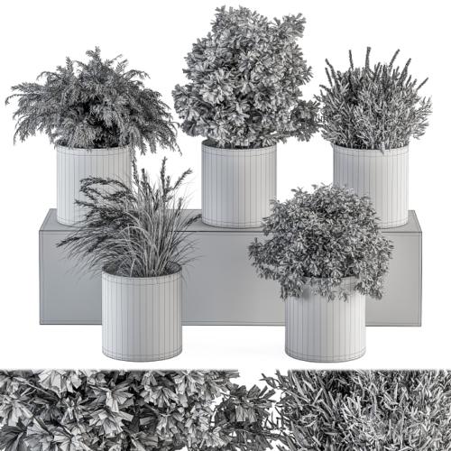 indoor Plant Set 305 - Small Plant pot