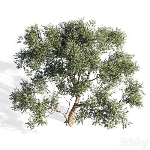 Eucalyptus 6