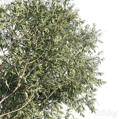 Eucalyptus 6