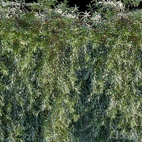 Creeping Rosemary