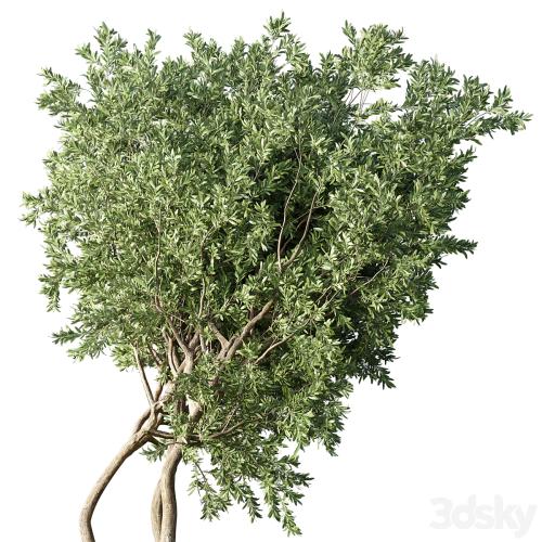 Collection Outdoor Indoor plant 67_green garden plant-tree-bush corona