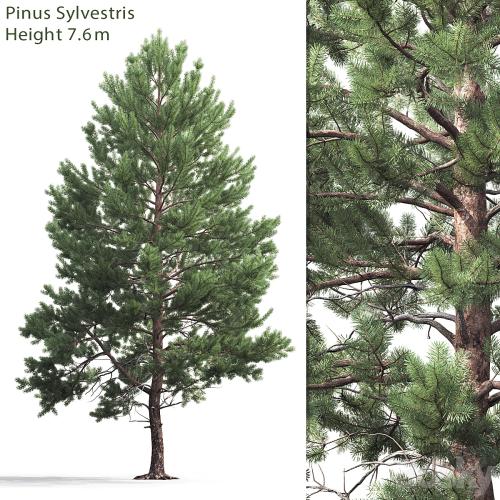 Pine