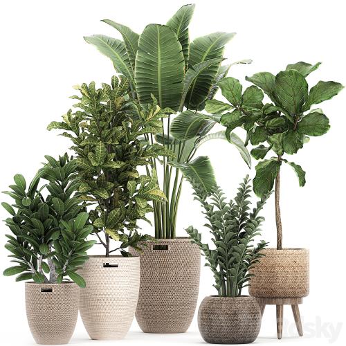 A collection of ornamental plants in rattan baskets with a ficus tree Lirata croton, banana, Zamiokulkas, Strelitzia. Set 782