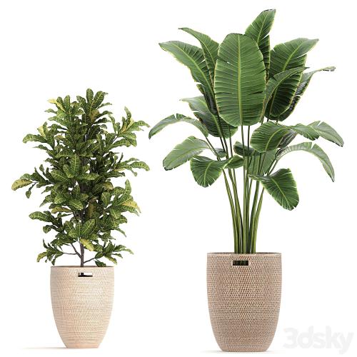 A collection of ornamental plants in rattan baskets with a ficus tree Lirata croton, banana, Zamiokulkas, Strelitzia. Set 782