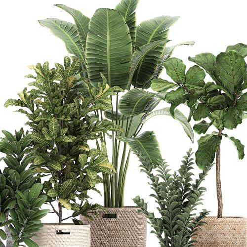 A collection of ornamental plants in rattan baskets with a ficus tree Lirata croton, banana, Zamiokulkas, Strelitzia. Set 782