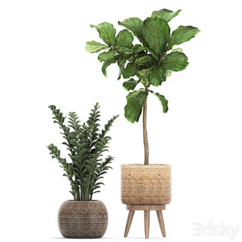 A collection of ornamental plants in rattan baskets with a ficus tree Lirata croton, banana, Zamiokulkas, Strelitzia. Set 782