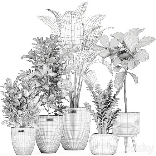 A collection of ornamental plants in rattan baskets with a ficus tree Lirata croton, banana, Zamiokulkas, Strelitzia. Set 782